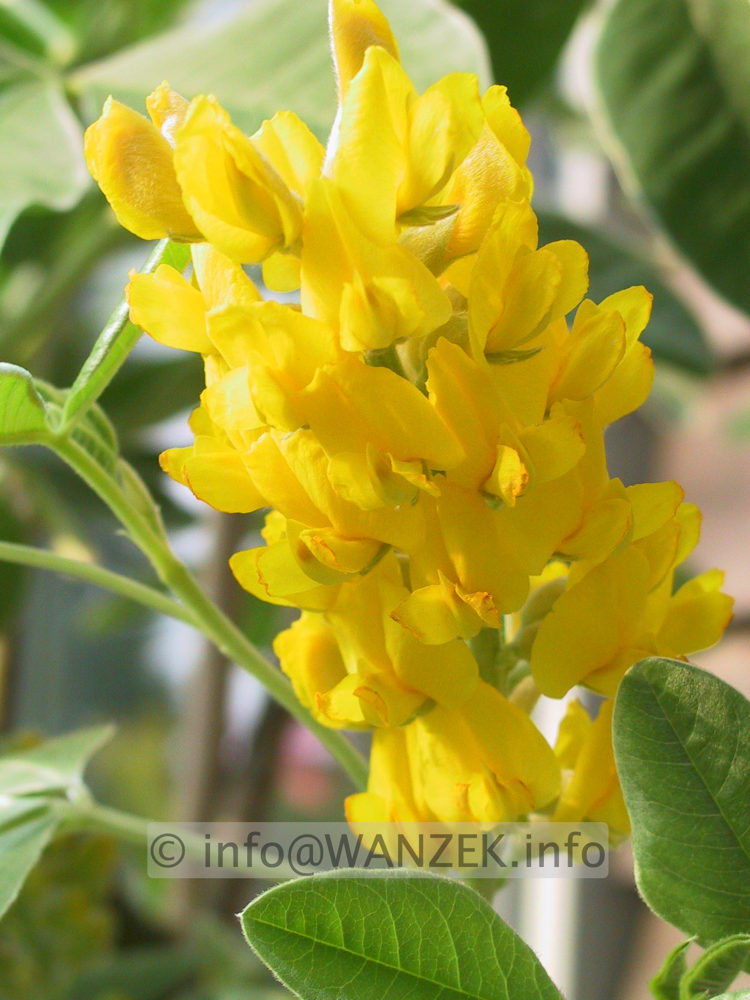 Argyrocytisus (Cytisus) battandieri - Bluetenmacro.JPG